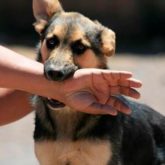 El Mejor Bufete Jurídico de Abogados en Español Especializados en Lesiones por Mordidas de Perro o Mascotas en Maywood California